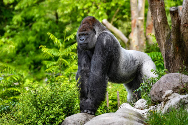 Mgahinga Gorilla National Park