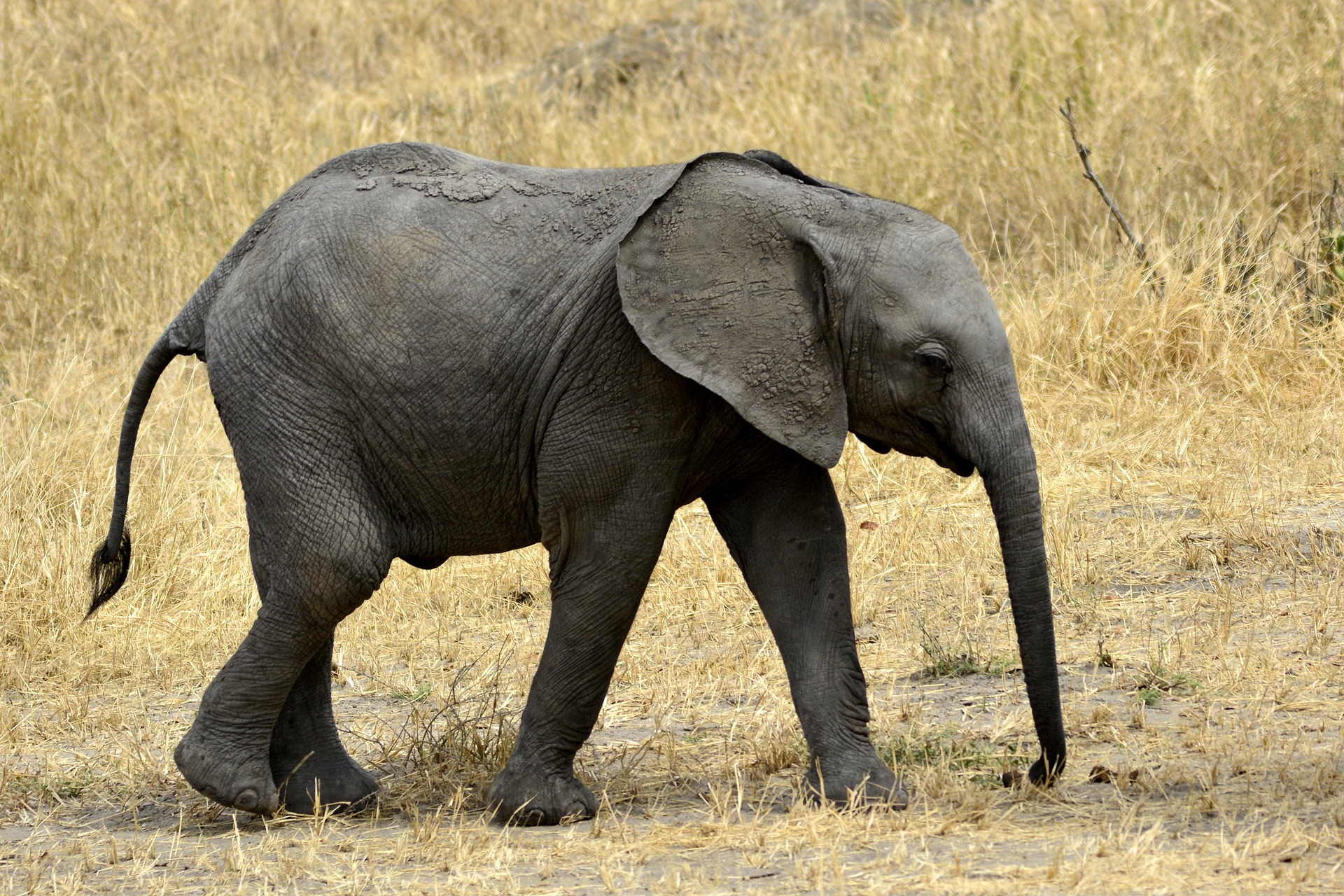 Tarangire National Park