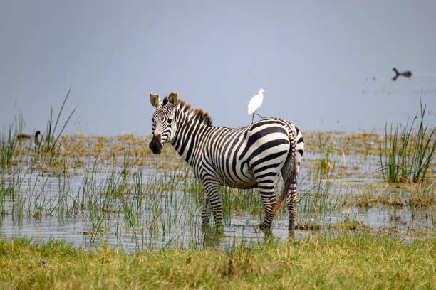 Ngorongoro National Park