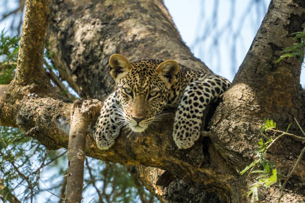 10 Must-See Animals on a Uganda Safari Adventure