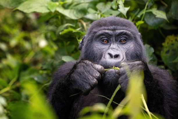 Ultimate Guide to Gorilla Trekking in Bwindi Impenetrable Forest