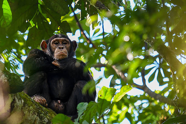Best Places to See Chimpanzees in Uganda