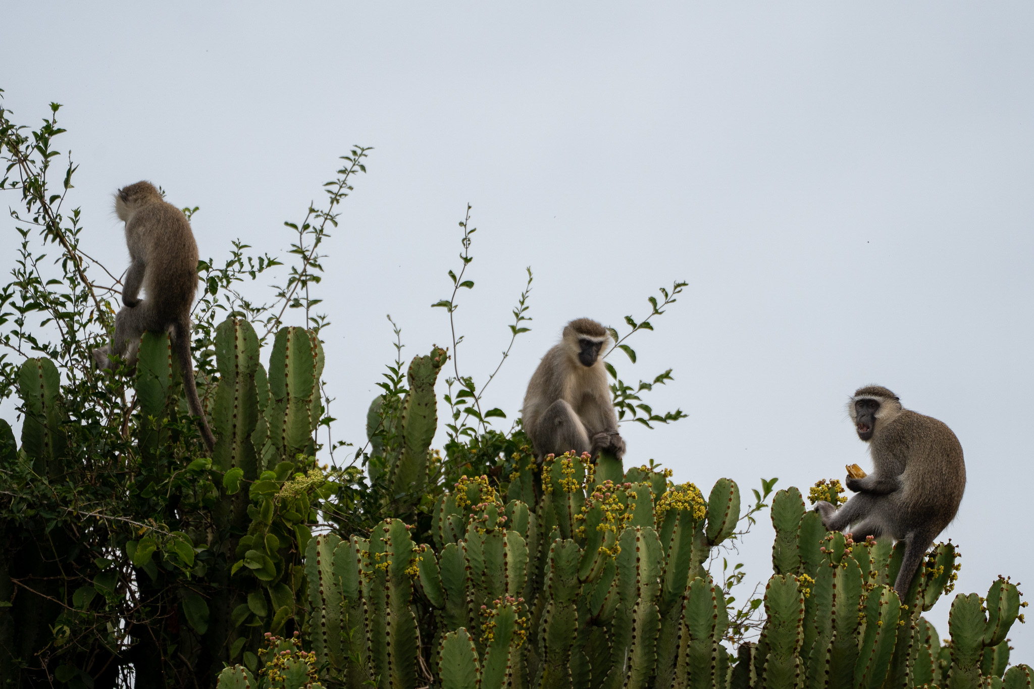 Kibale National Park