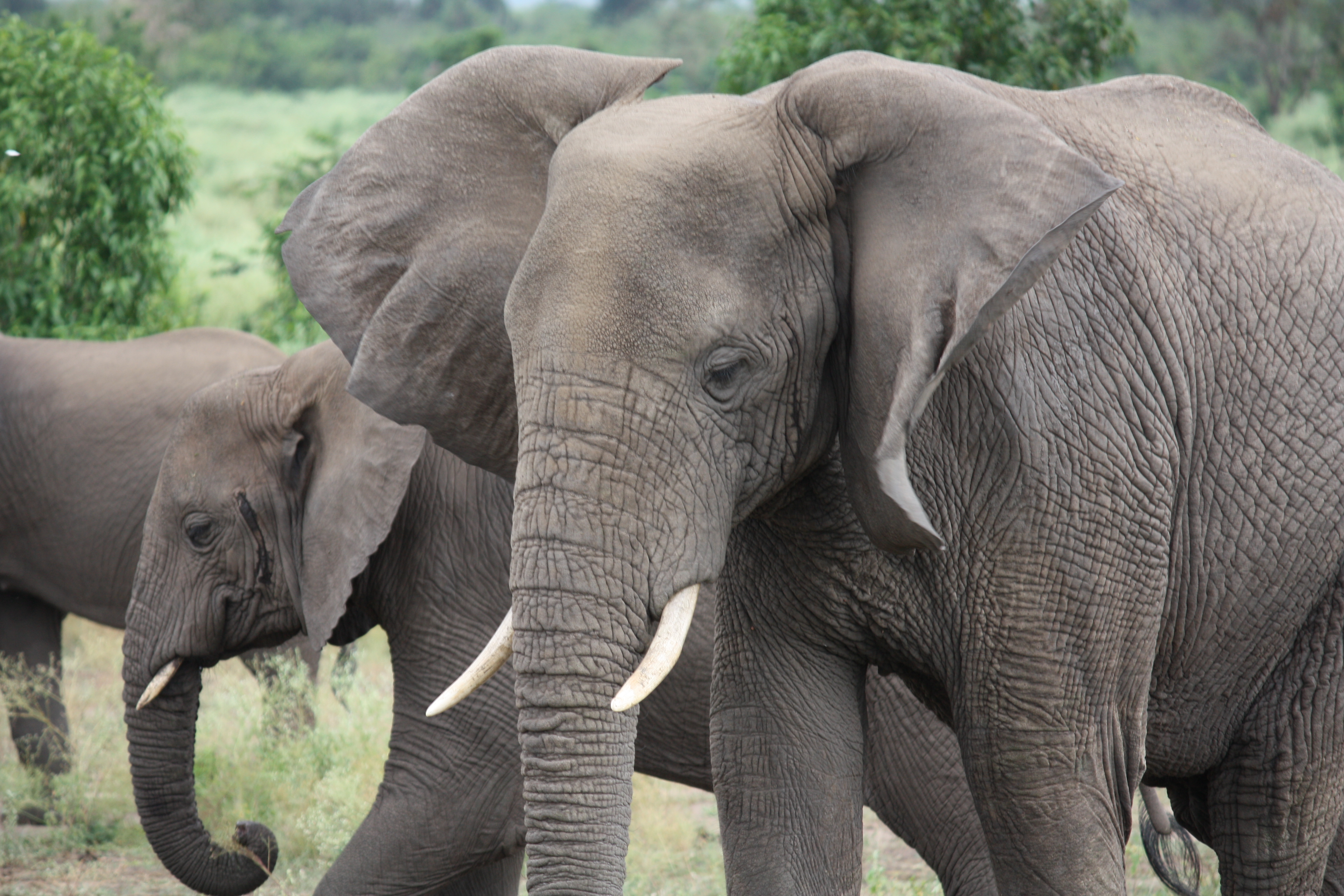 Samburu National Reserve