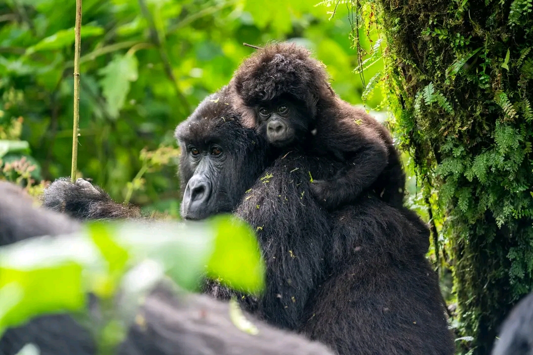 3 Day Primate in the Mist