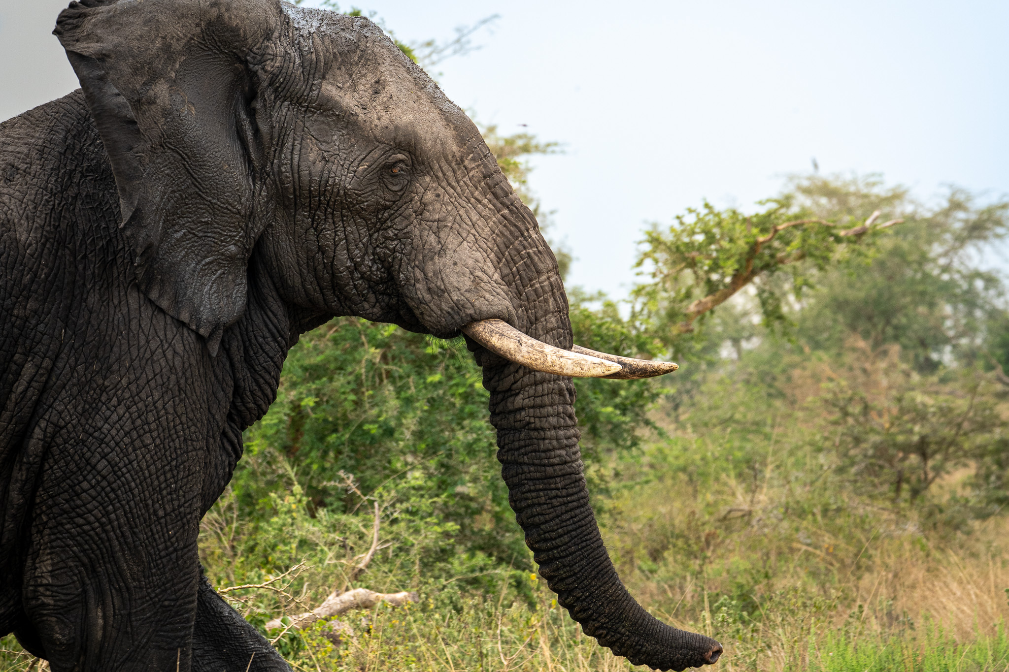 7 days Great Migration Safari