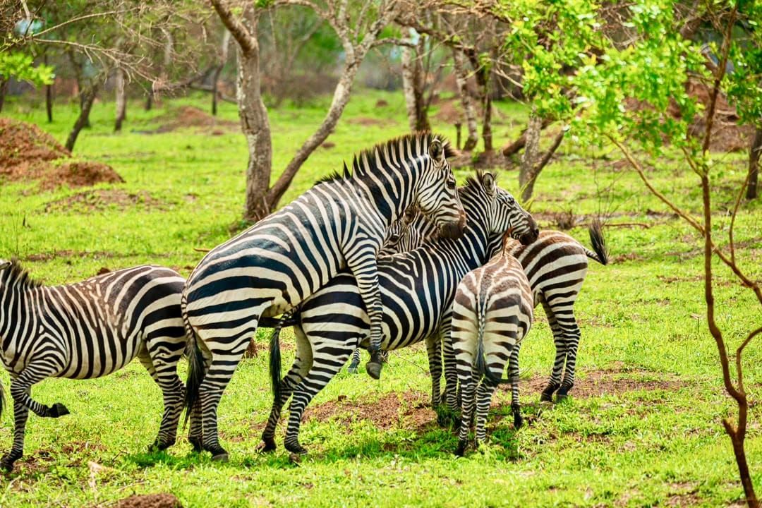Lake Mburo National Park