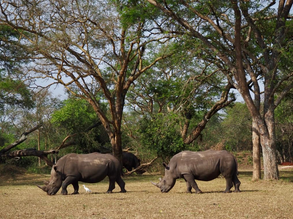 14 DAYS magic of UGANDA Safari