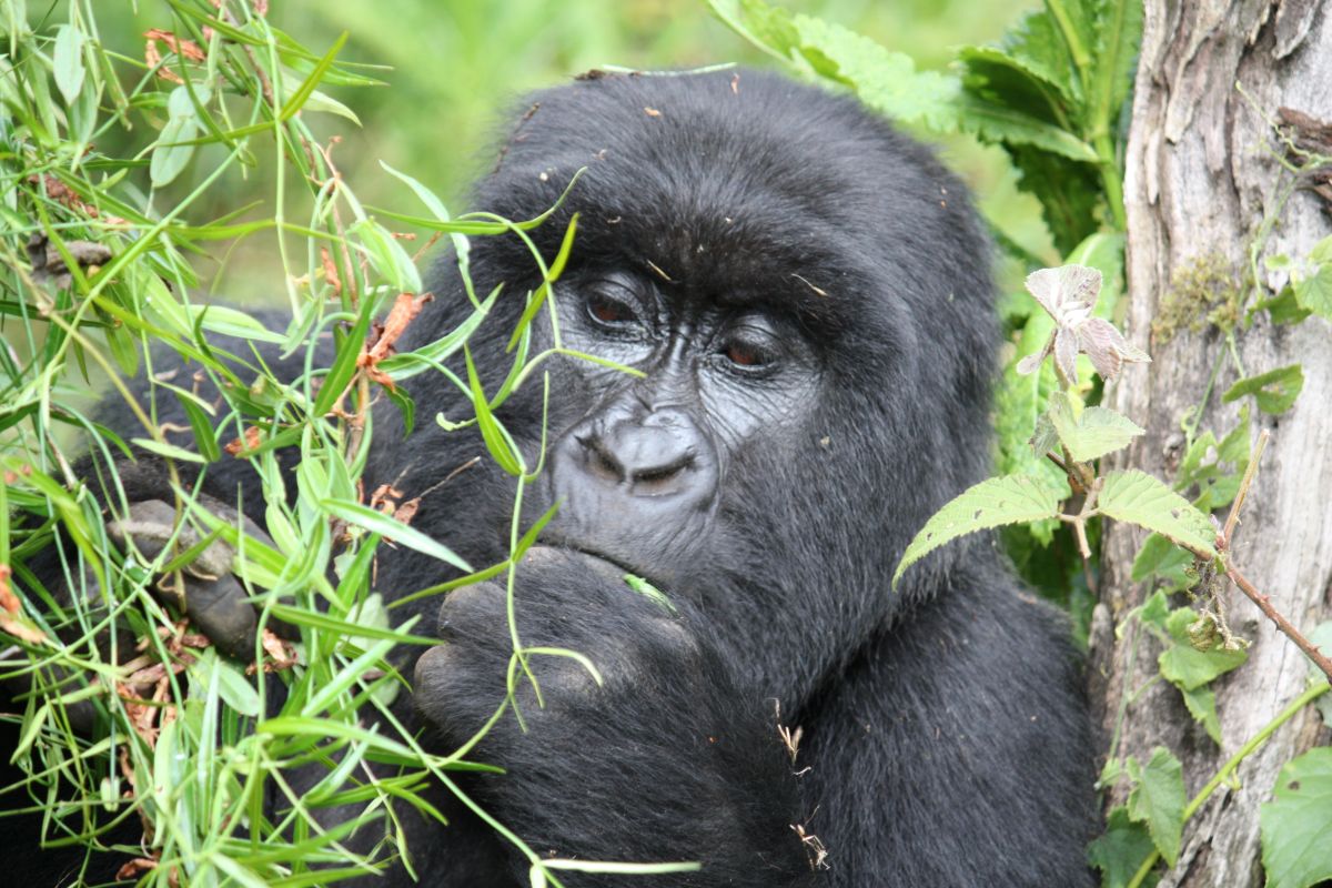 Mountain Gorilla Trekking