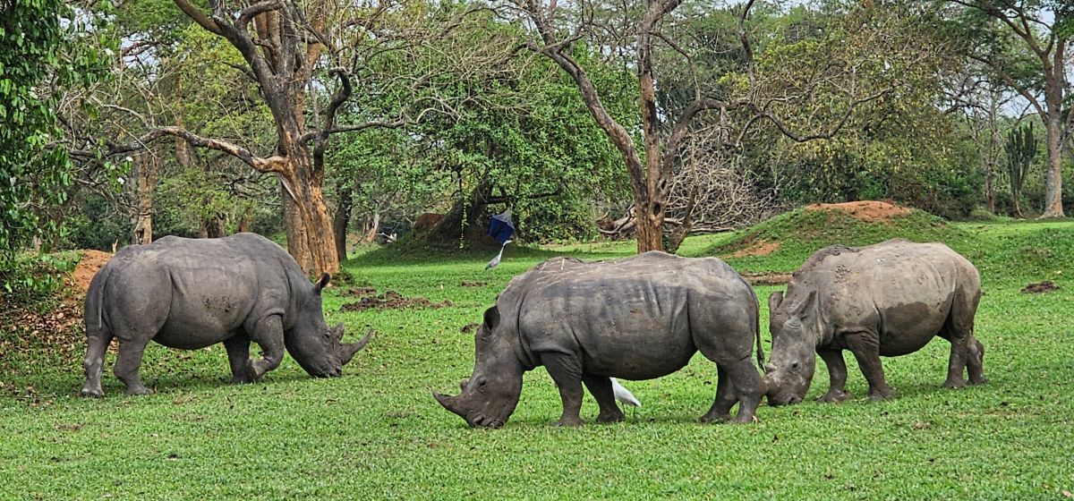Ziwa Rhino Sanctuary Experience