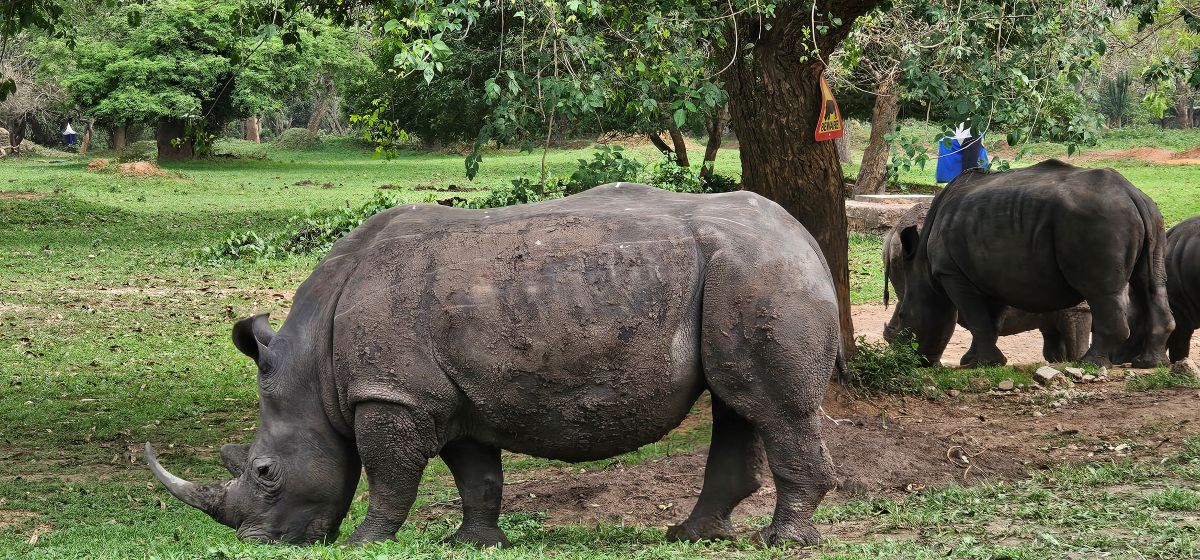 Ziwa Rhino Sanctuary Experience