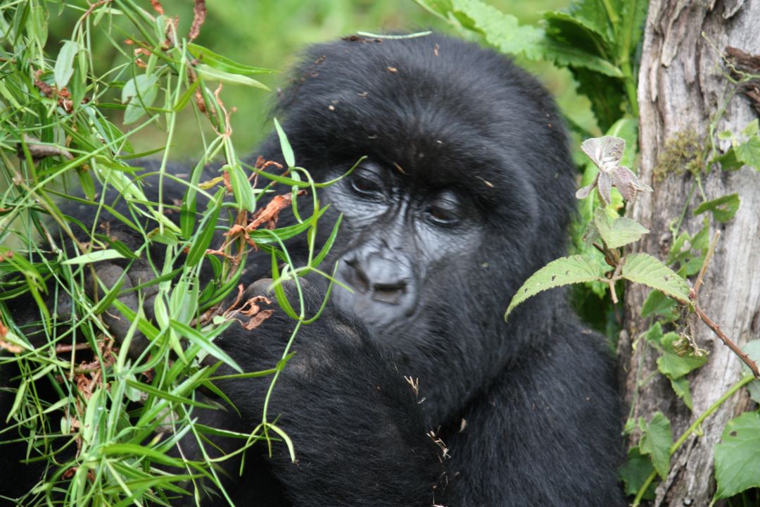 Chimpanzee Trekking in Budongo