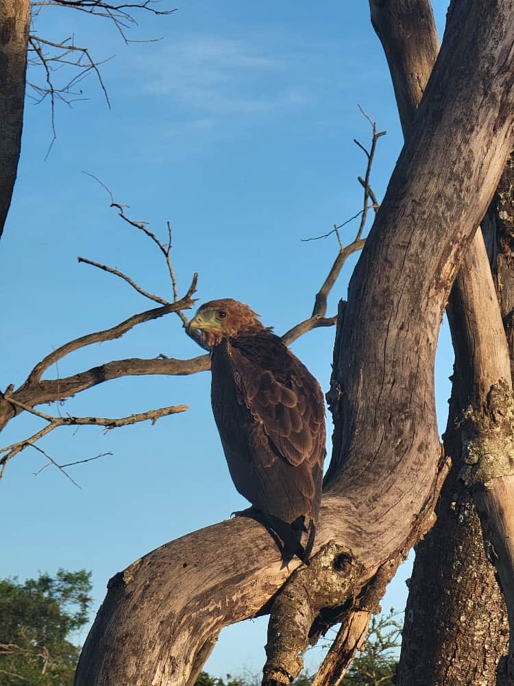 Birding Walk at Budongo Forest