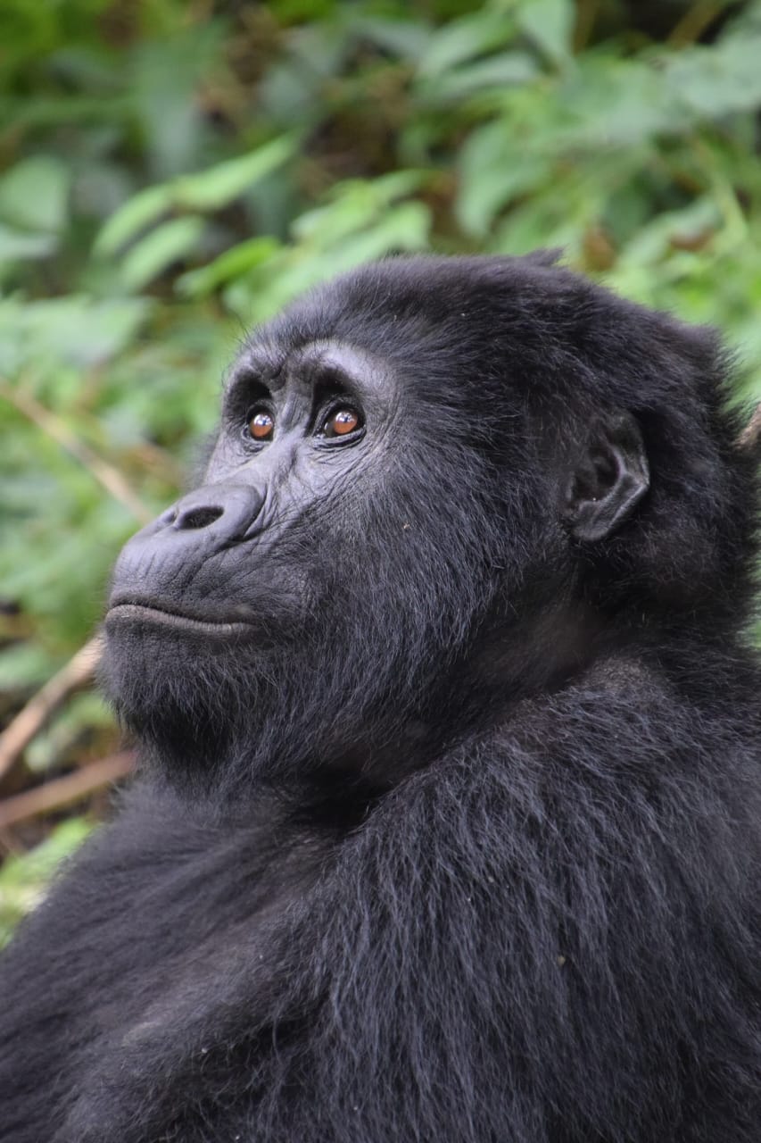 Chimpanzee Trekking at Kyambura