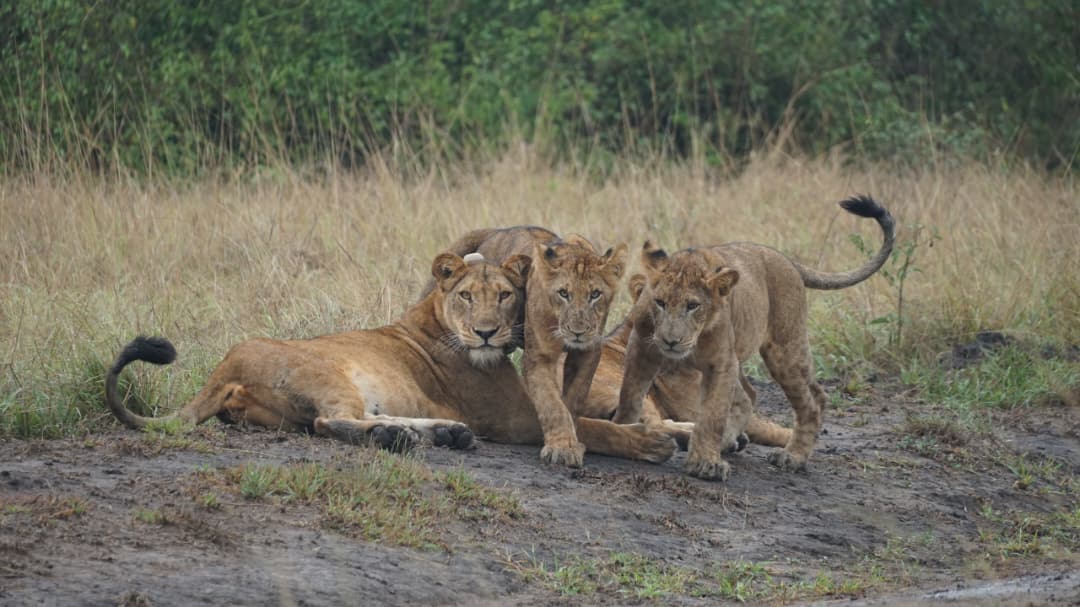 Lion Tracking in Queen Elizabeth National Park