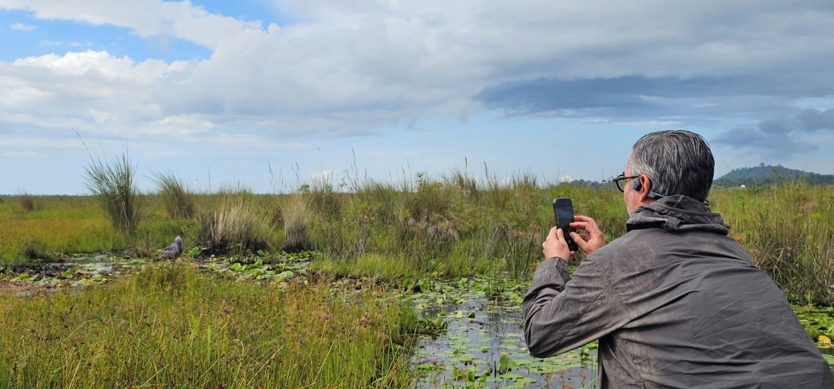 Birding in Bigodi wetland