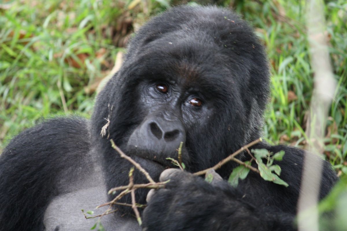 Mountain Gorilla Habituation