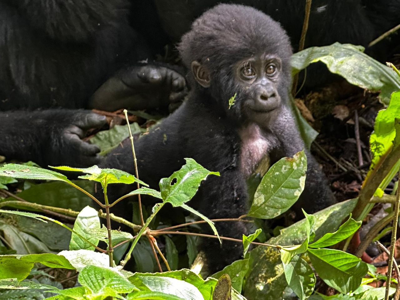 Mountain Gorilla Habituation