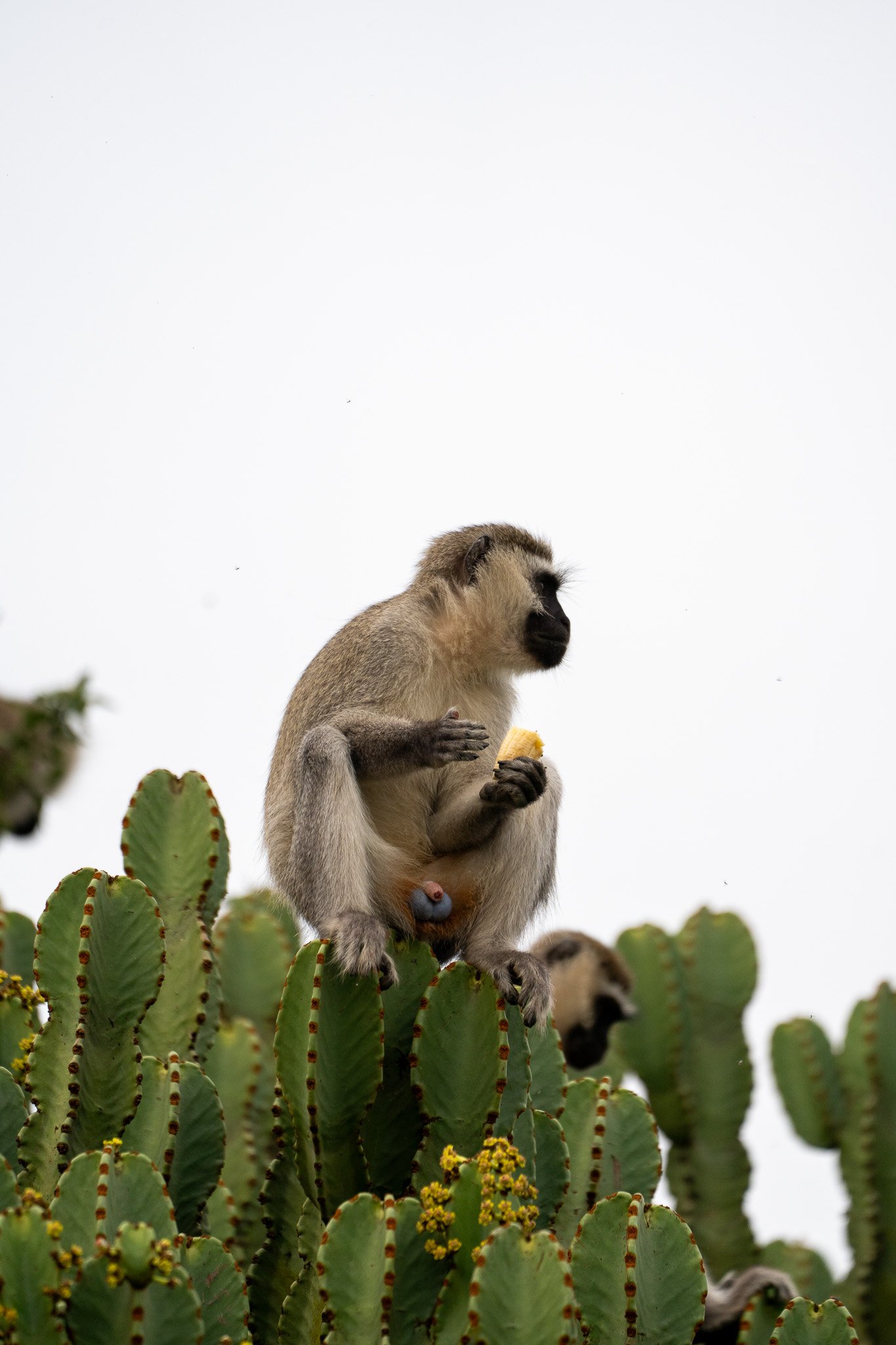 Golden Monkey Habituation