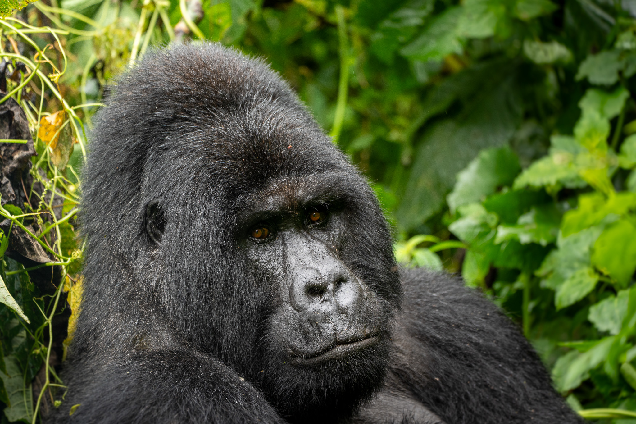 Mountain Gorilla Habituation