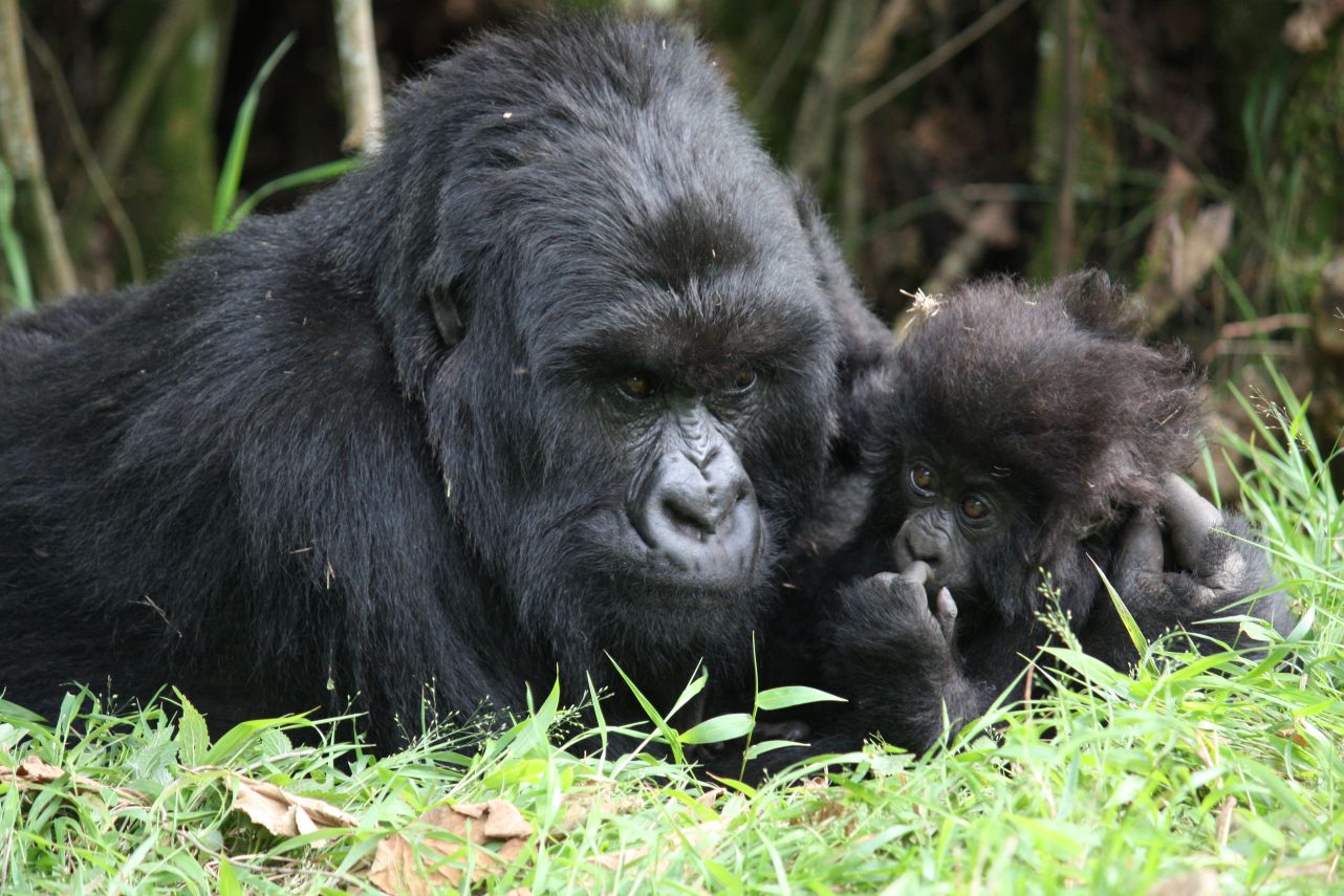 Gorilla Habituation