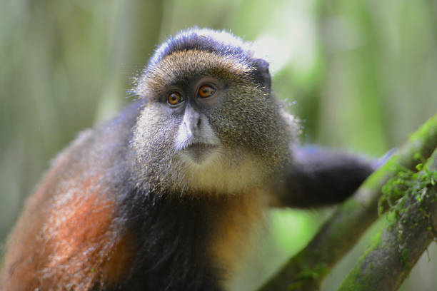Golden Monkey Trekking