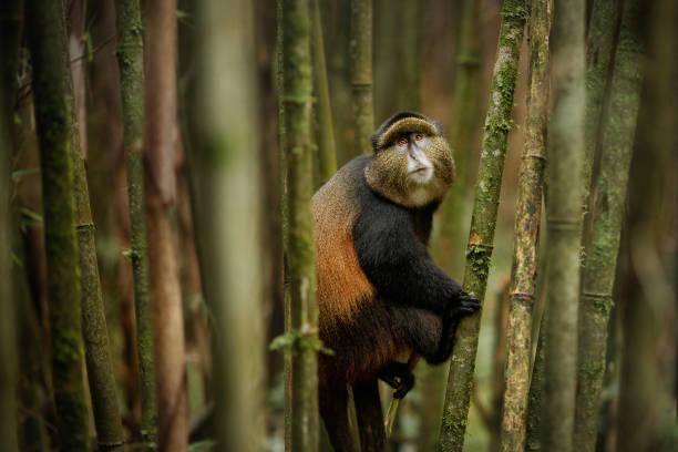 Golden Monkey Habituation