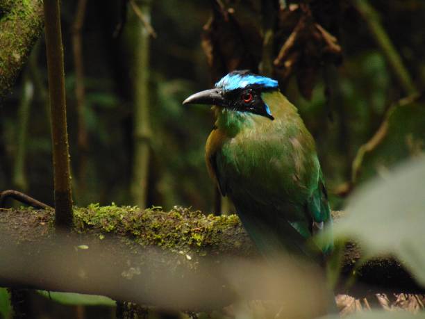 Birding in Bwindi