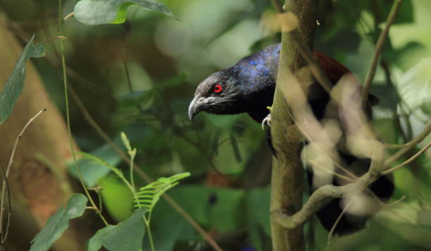 Birding in Bwindi