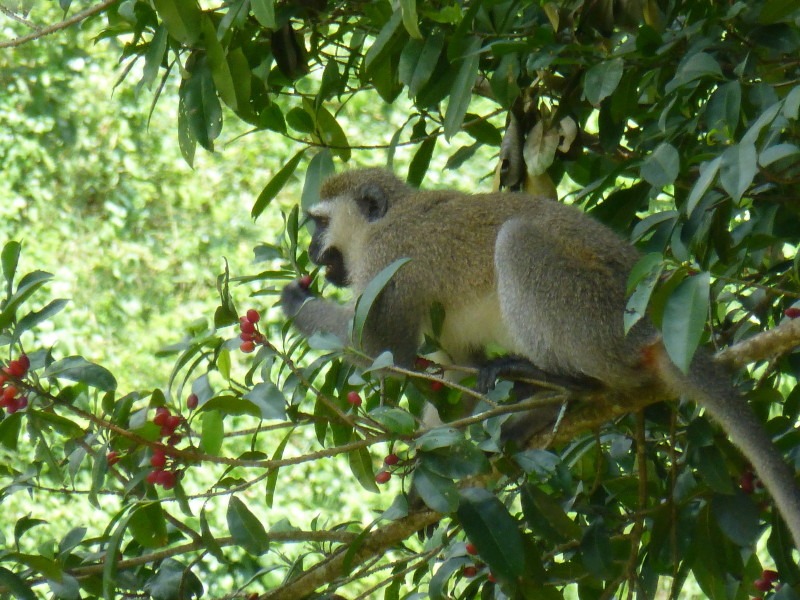 6 Days Kenya Safari Holiday