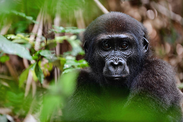 Mountain Gorilla In Uganda