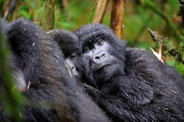 Bwindi National Park