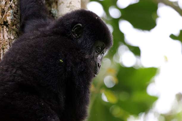11 Days Exciting Gorilla Trekking Uganda