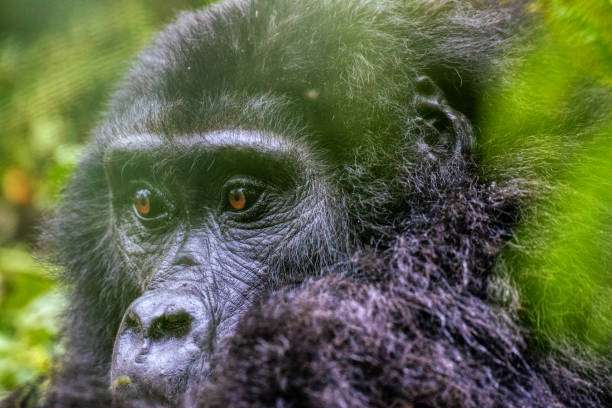 3 Days Gorilla Trekking Uganda