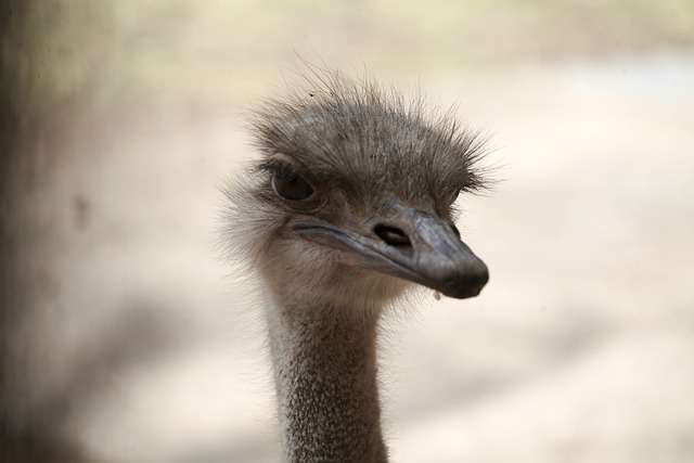 Bird Watching in Uganda