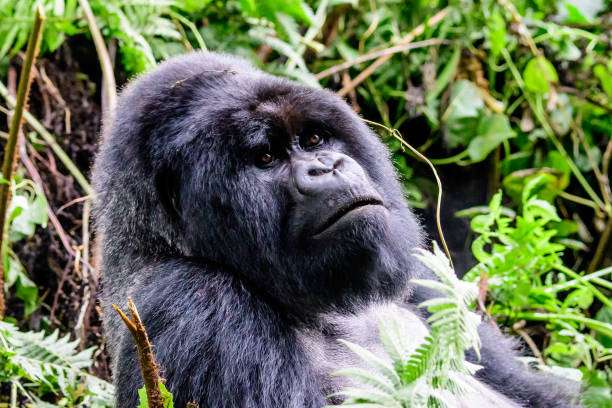 17 Days Best Uganda Safaris