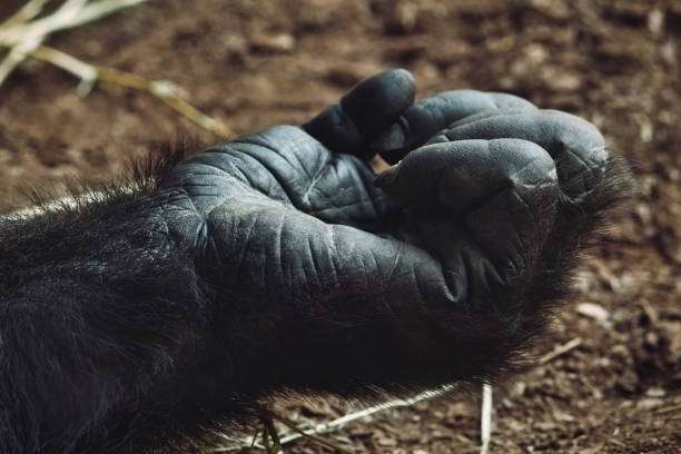 3 Days Gorillas in Rwanda