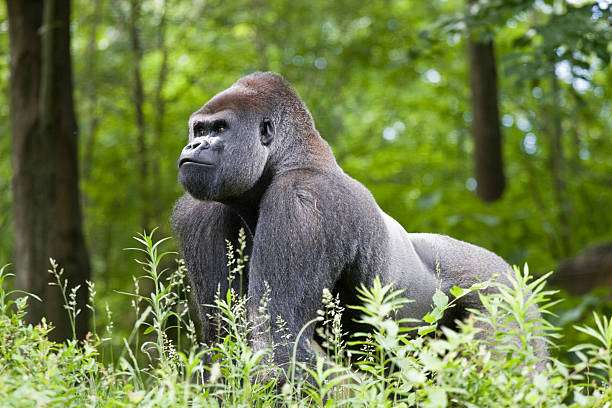 Mountain Gorillas Rwanda