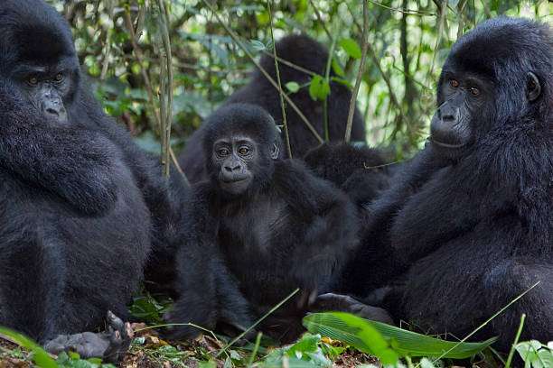 Gorilla Trekking in Rwanda