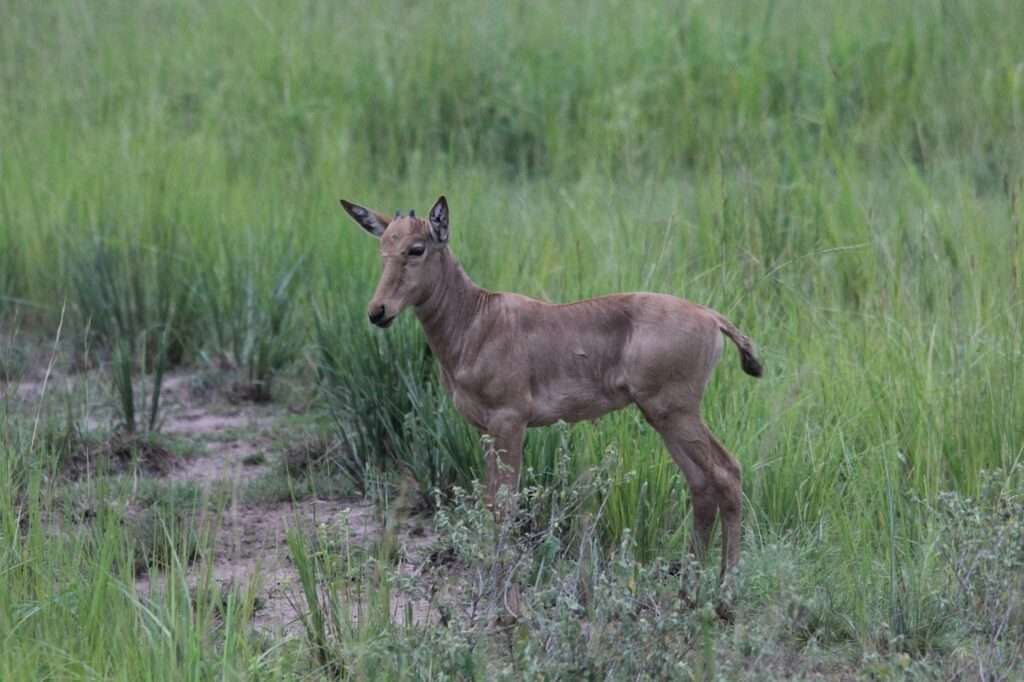 17 Days Best Uganda Safaris