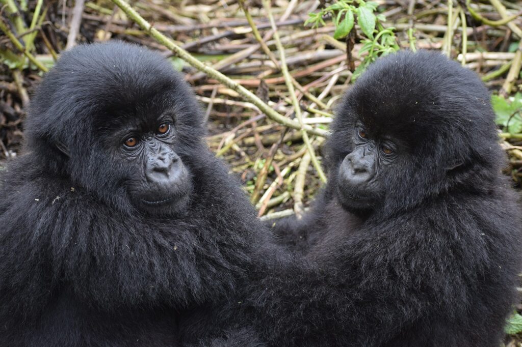 20 Days Gorilla Safari in Uganda
