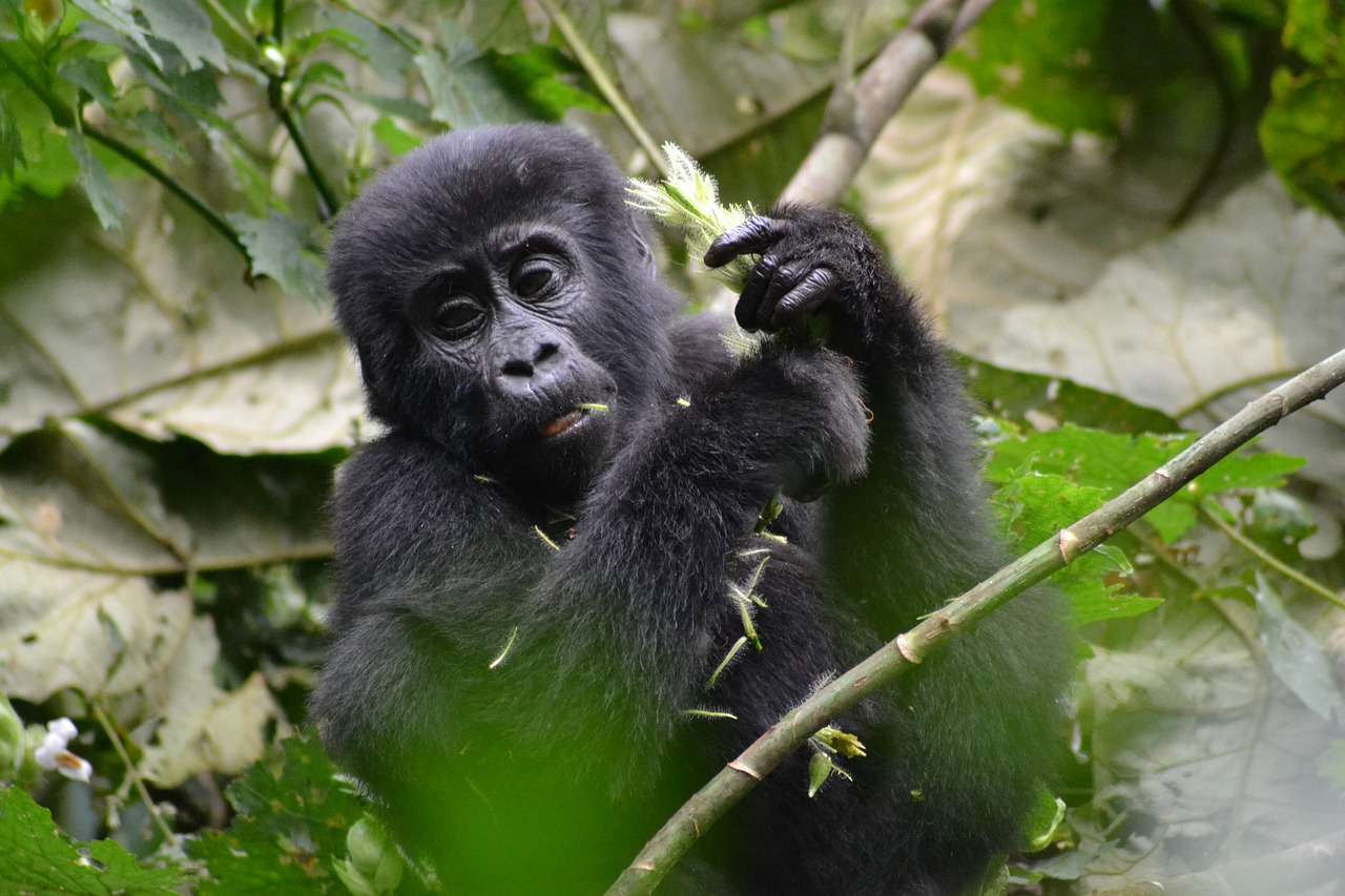 3 Days Gorilla Trekking Uganda