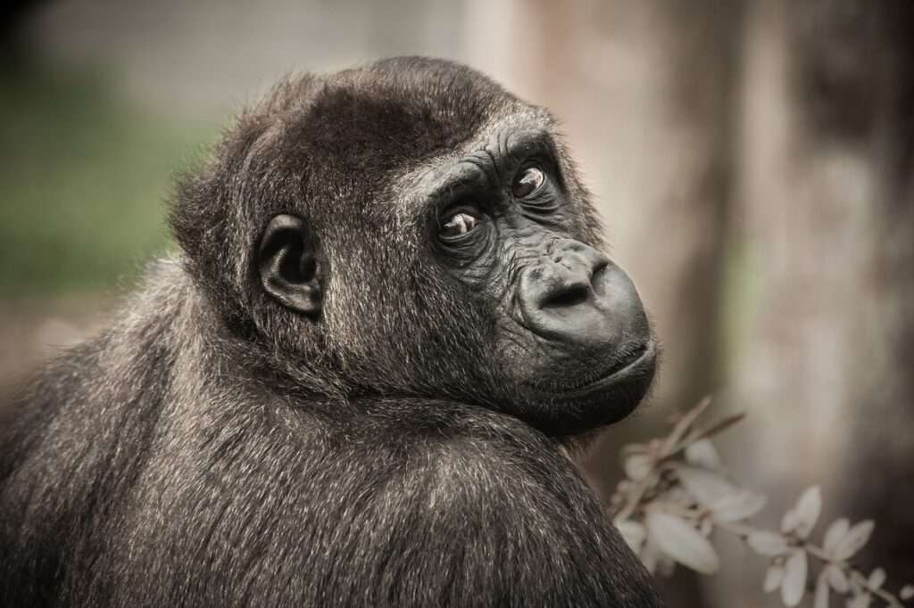 3 Days Gorillas in Rwanda