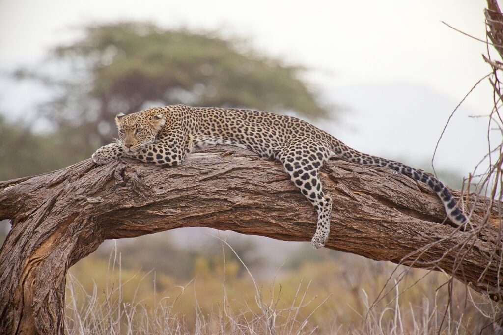 6 Days Kenya Safari Holiday