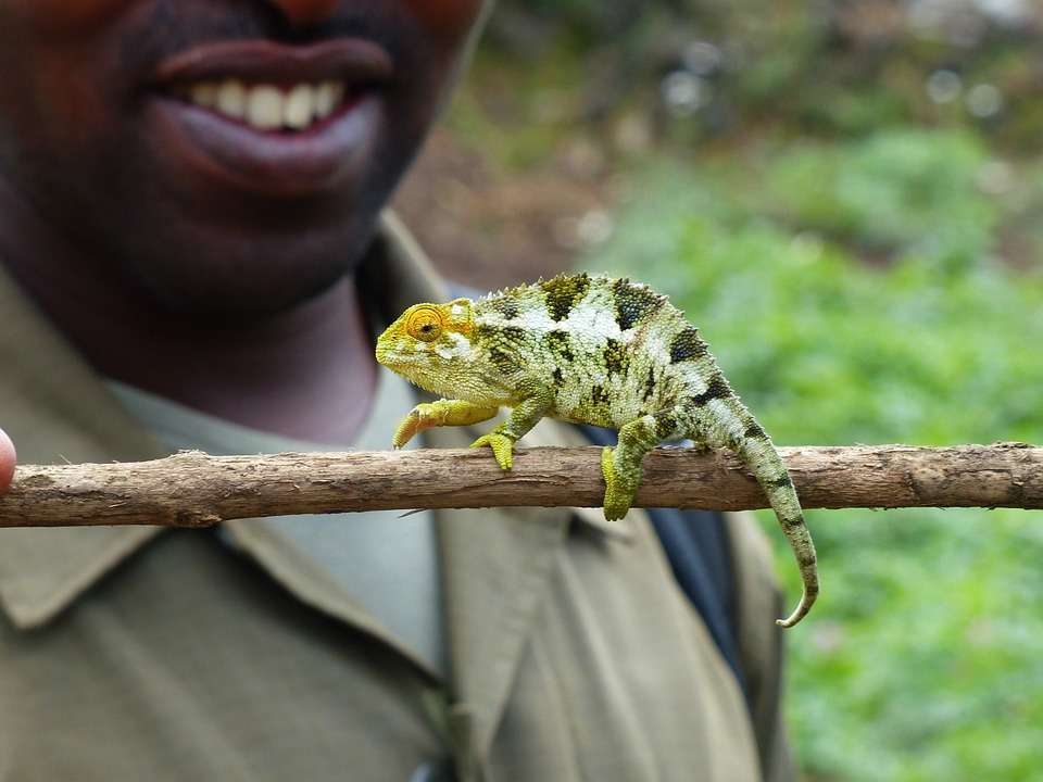 Africa Kenya Safaris