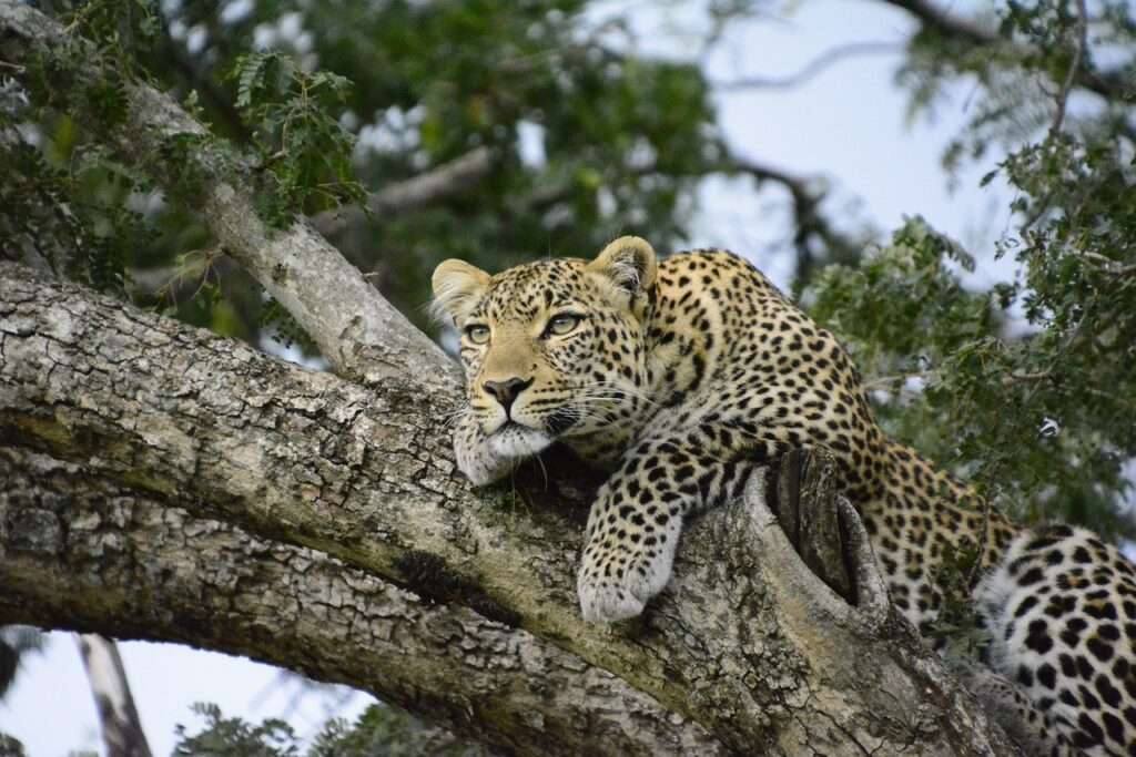 Africa Luxury Safari