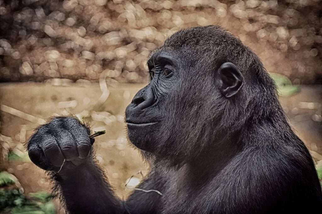 Bwindi National Park