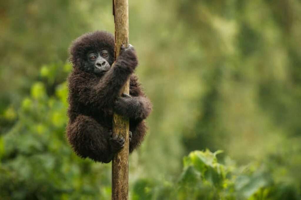 Gorilla Hiking Rwanda