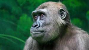 Gorilla Hiking Rwanda