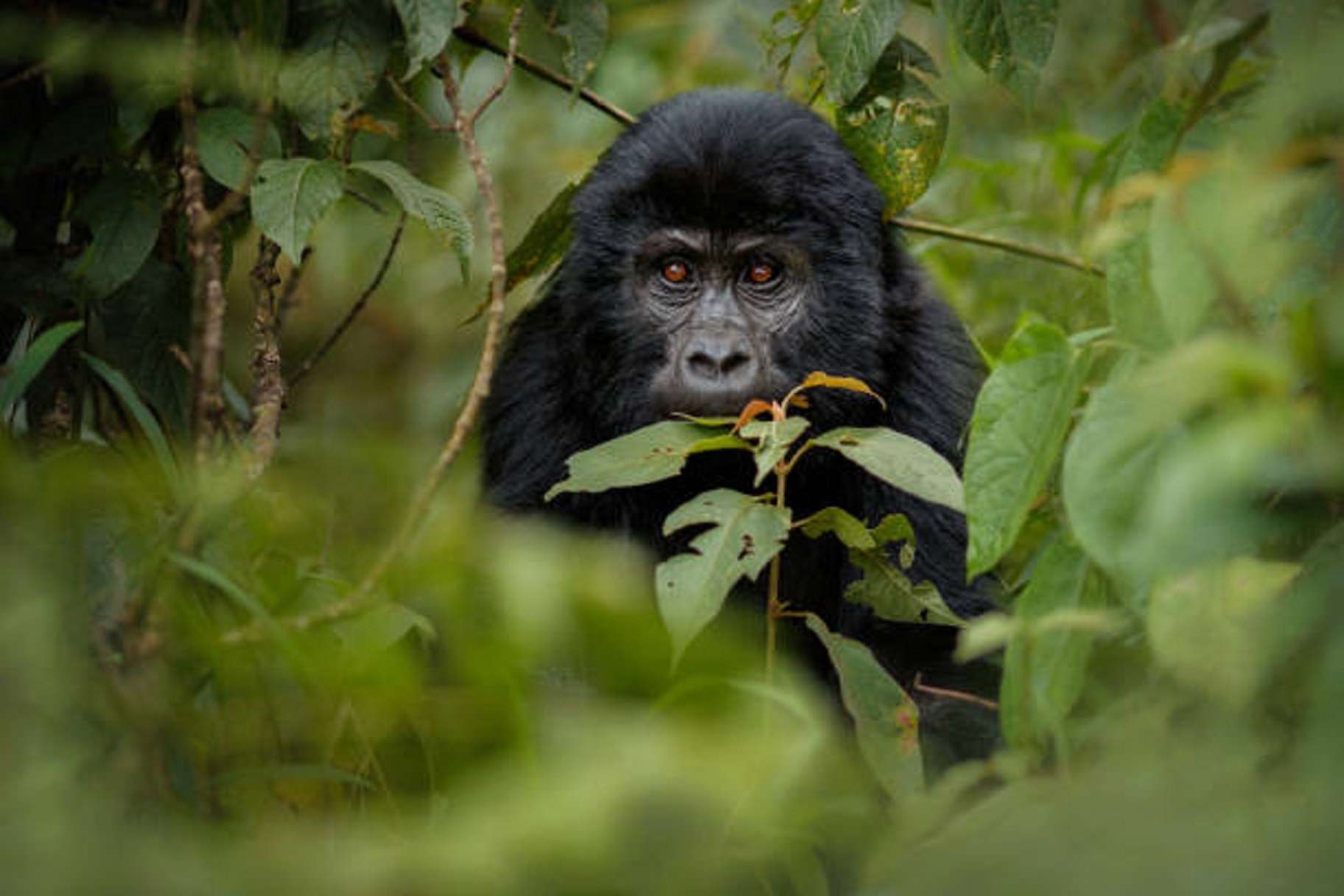 Gorilla Hiking Rwanda